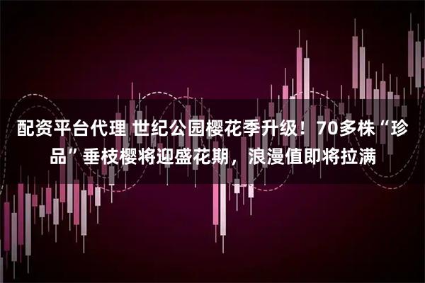 配资平台代理 世纪公园樱花季升级！70多株“珍品”垂枝樱将迎盛花期，浪漫值即将拉满